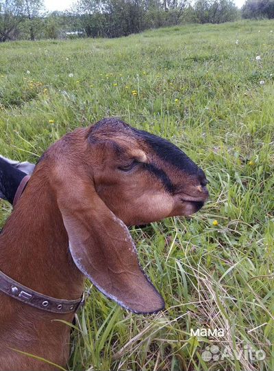 Нубийские козы