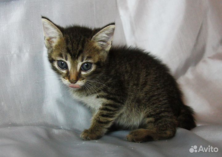 Маленькая девочка 1.5 мес в дар