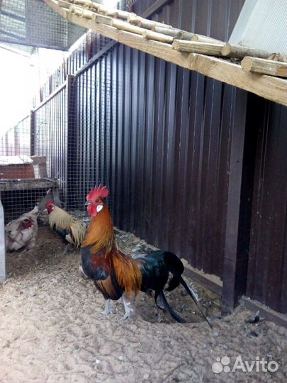 Продам петухов, селезней, семьи