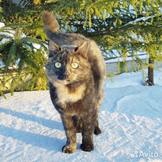 Тиграша красотка в добрые руки