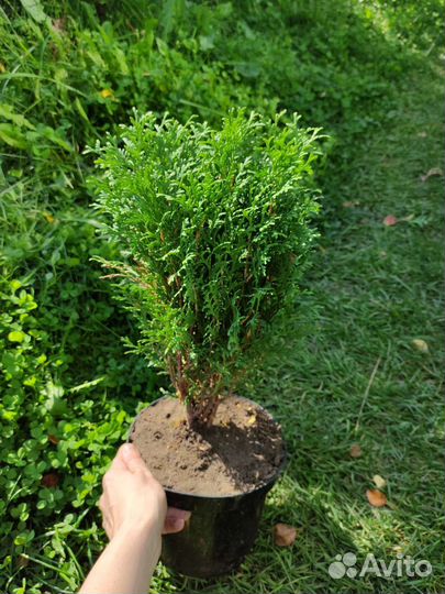 Туя западная Литл Гиант (Little Giant)