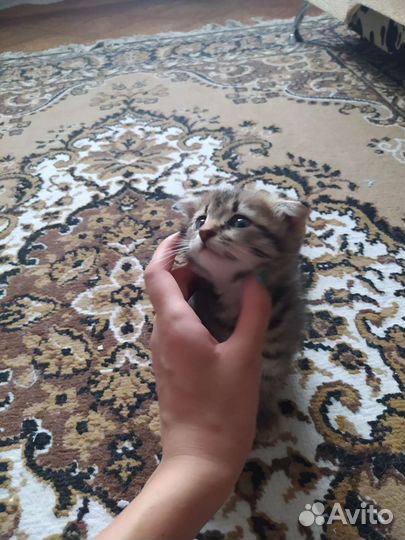 Котёнок смесь шотландской вислоухой