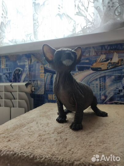 Продается котята)