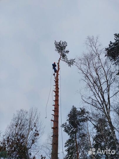 Спил деревьев частями