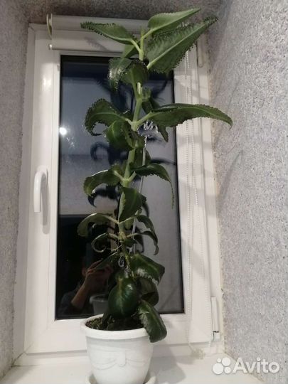 Каланхоэ лечебное