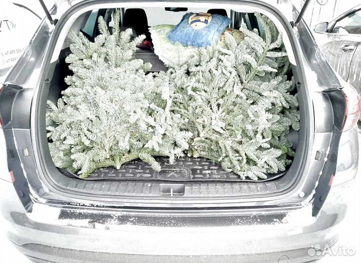 Новогодние еловые ветки лапник Нобилиса/Нордмана и