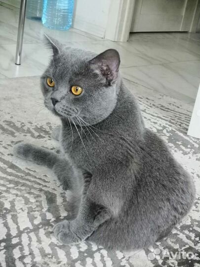 Британский кот вязка