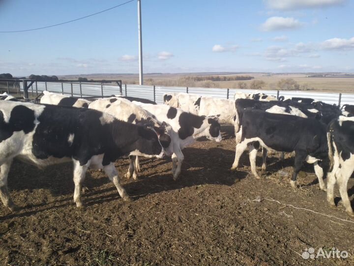 Телки голштины