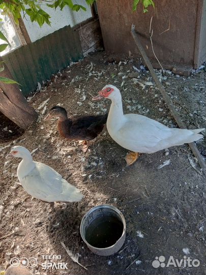 Мускусные утки- селезни