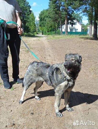 Собака в приюте ждёт
