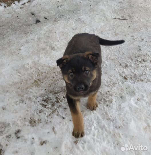 Помесь овчарки в добрые руки