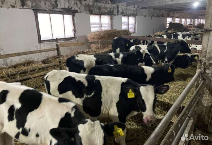 Бычки и быки