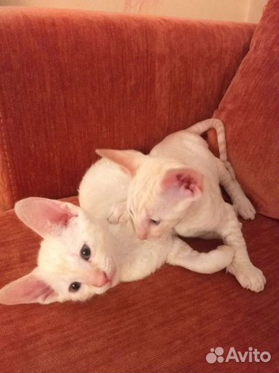 Котята корниш-рекс