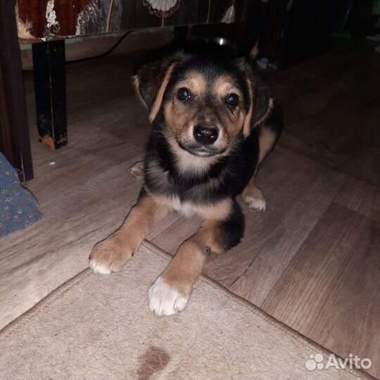 Щенок девочка Маня в добрые руки