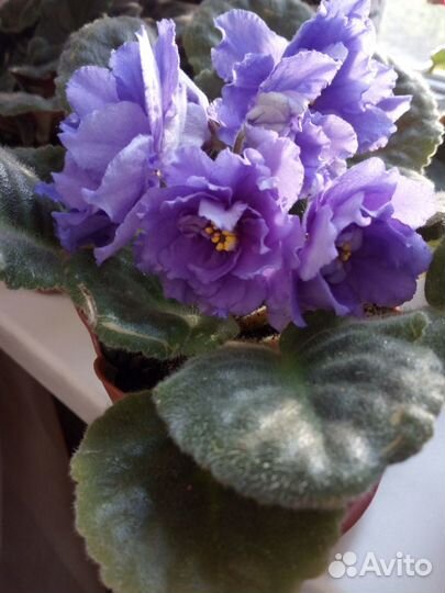 Продаю листочки фиалок