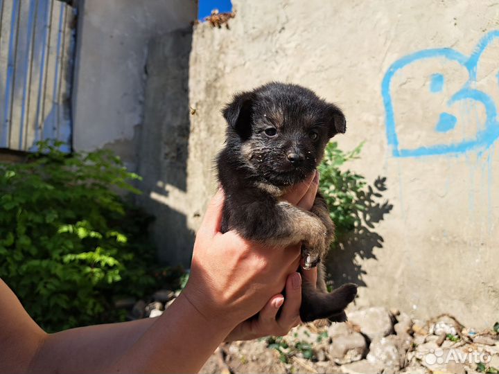 Щенки двортерьера в добрые руки