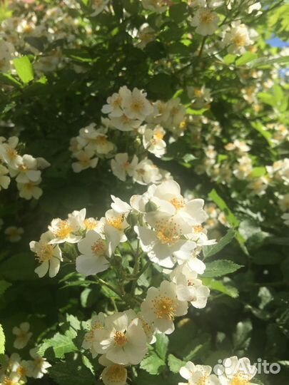 Гейхера цыганская скрипка