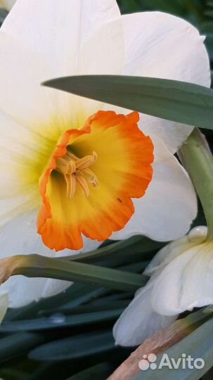 Цветы для сада - Мускари