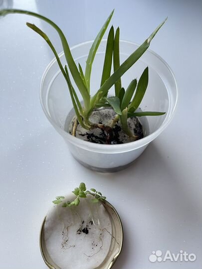 Алоэ-вера и алоэ обычный