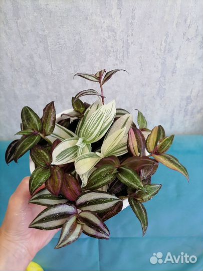 Традискснция