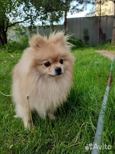 Индивидуальная передержка собак