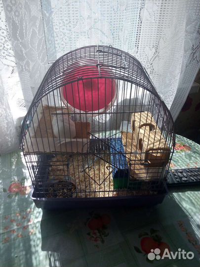 Джунгарский хомячок с клеткой