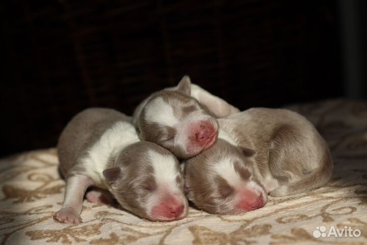 Бордер колли