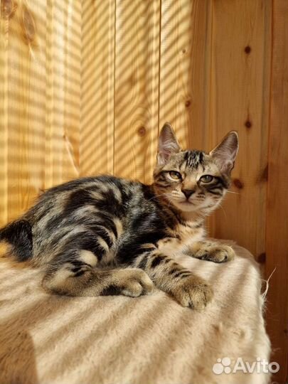 Котята Курильский бобтейл