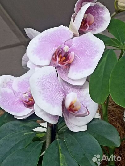 Орхидея Фаленопсис Цимбидиум