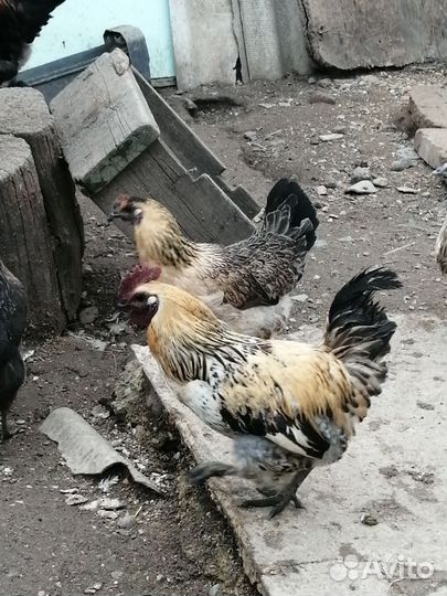 Яйцо инкубационное