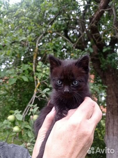 Котята в добрые руки. Воспитанные. Ручные