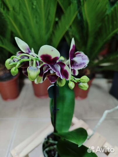 Орхидея с мутацией пелор