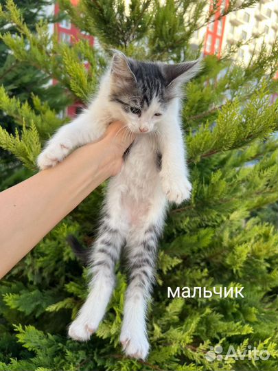 Мальчик пушистик