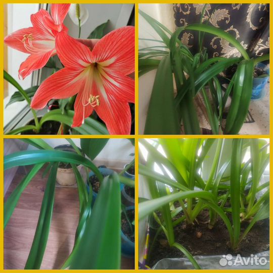 Цветы комнатные.Продажа, обмен