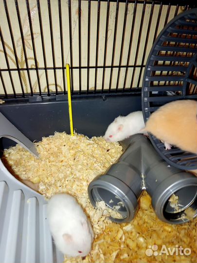 Сирийские хомяки хомячки