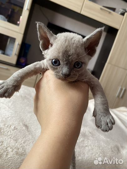Котята девон-рекс