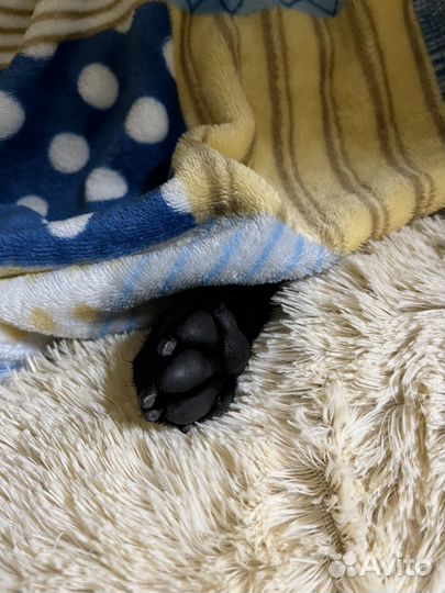 Лежанка для собак