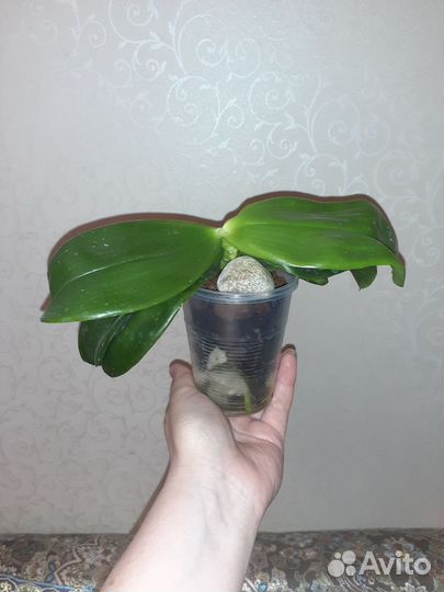 Ароматная орхидея