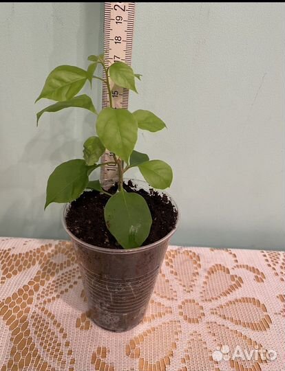 Бугенвиллея