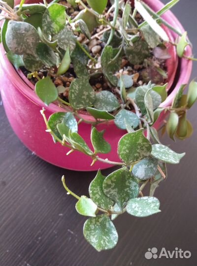 Хойя 2 вида в одном горшке