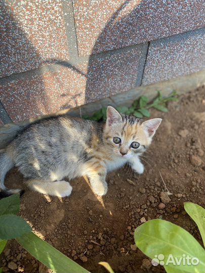 Британские котята