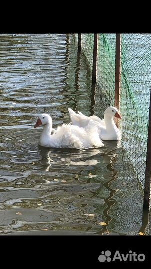 Ленточные (кучерявые) гуси