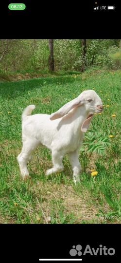 Козы Гулаби.Камори. Англо нубийцы. Малыши