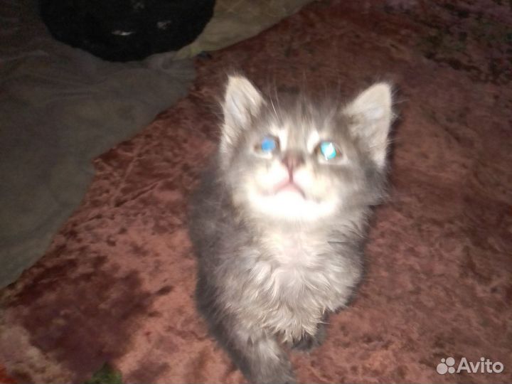 Котёнок девочка мейн-кун помесь