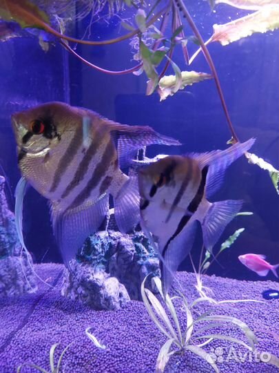 Аквариумные рыбки