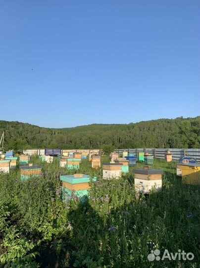 Мёд башкирский