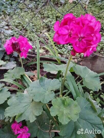Пеларгония герань
