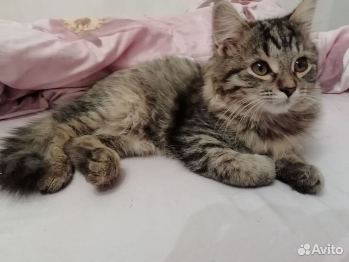 Кошка в дар