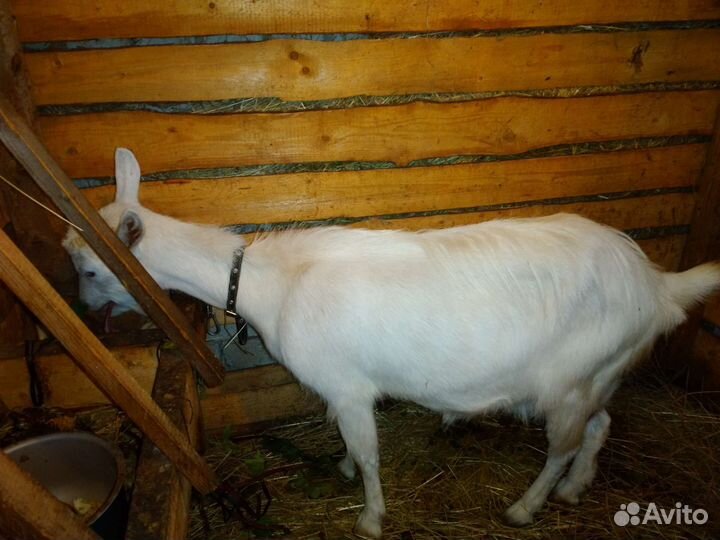 Зааненская дойная коза