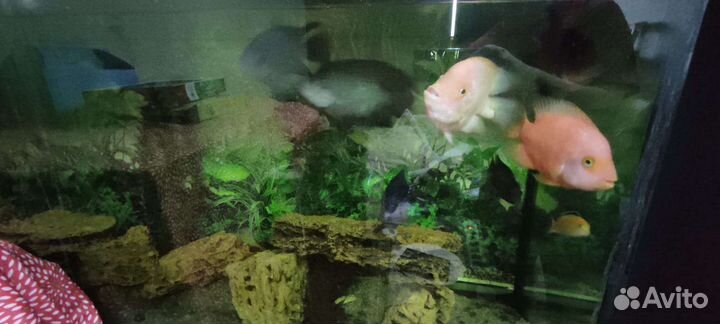 Аквариум на 600 литров с рыбами и содержимым